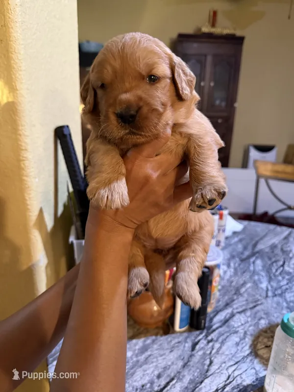 AKC/Pedigree – Golden Retriever puppy for sale in New Braunfels, TX