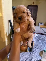 AKC/Pedigree, a female Golden Retriever for sale in New Braunfels, TX – 1 of 1