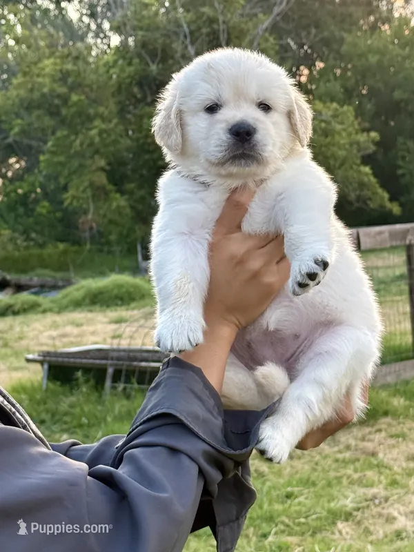 AKC girl – Golden Retriever puppy for sale in New Braunfels, TX
