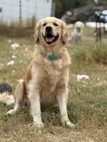 Goldie, a female Golden Retriever for sale in New Braunfels, TX – Photo 1 of 3
