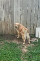 Goldie, a female Golden Retriever for sale in New Braunfels, TX – Photo 2 of 3