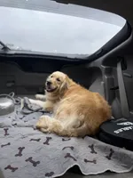 Goldie, a female Golden Retriever for sale in New Braunfels, TX – Photo 3 of 3