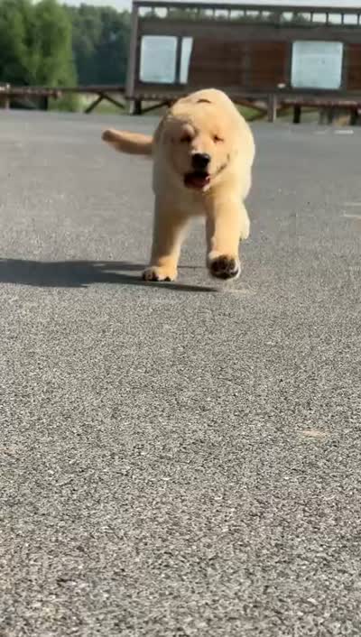 Benny, a female Golden Retriever for sale in New Braunfels, TX – 4 of 5