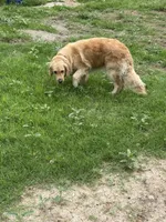 Full AKC girl , a female Golden Retriever for sale in New Braunfels, TX – Photo 2 of 5