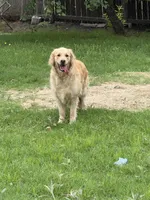 Full AKC girl , a female Golden Retriever for sale in New Braunfels, TX – Photo 5 of 5