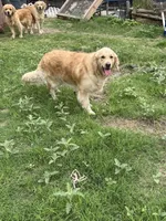 Full AKC girl , a female Golden Retriever for sale in New Braunfels, TX – Photo 3 of 5