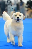 Miss Aura, a female Golden Retriever for sale in New Braunfels, TX – 2 of 3