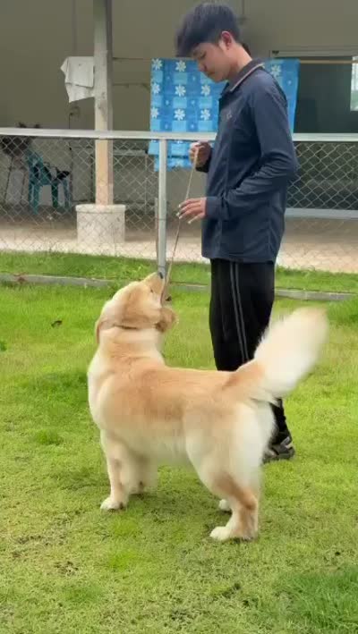 Miss Aura, a female Golden Retriever for sale in New Braunfels, TX – 2 of 2