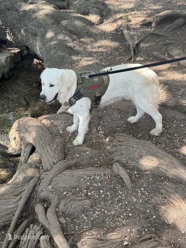 Duke – English Cream Golden Retriever puppy for sale in New Braunfels, TX