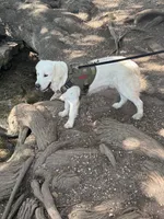 Duke, a male English Cream Golden Retriever for sale in New Braunfels, TX – Photo 1 of 2