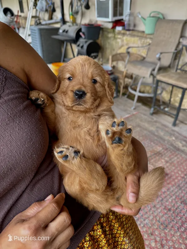 AKC/Pedigree – Golden Retriever puppy for sale in New Braunfels, TX
