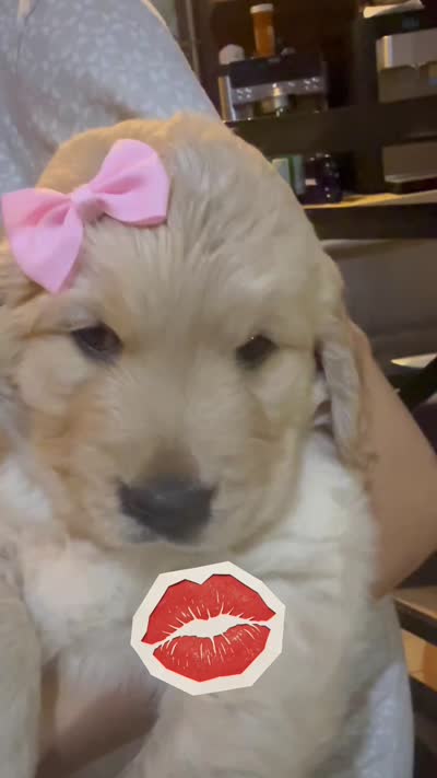 Goldie’s litter , a  Golden Retriever for sale in New Braunfels, TX – 2 of 2