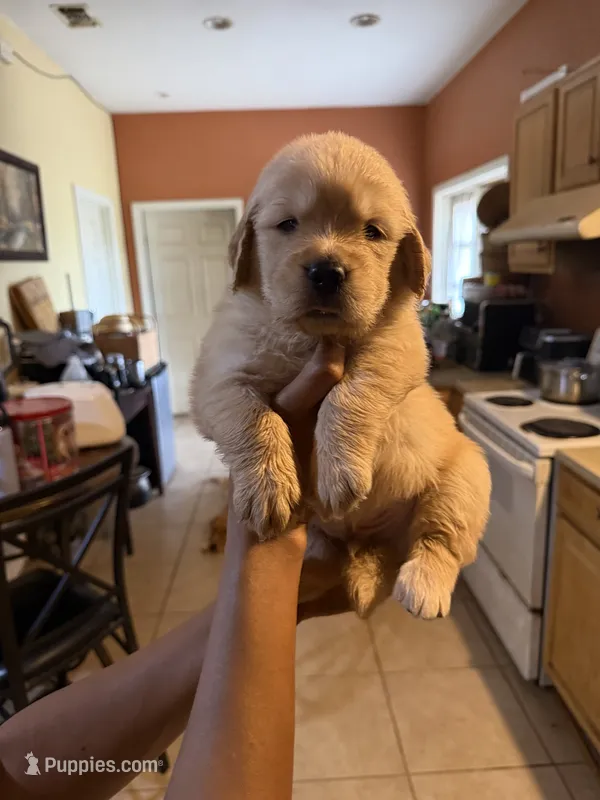 AKC/Pedigree – Golden Retriever puppy for sale in New Braunfels, TX