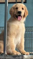 Benny, a female Golden Retriever for sale in New Braunfels, TX – 2 of 5