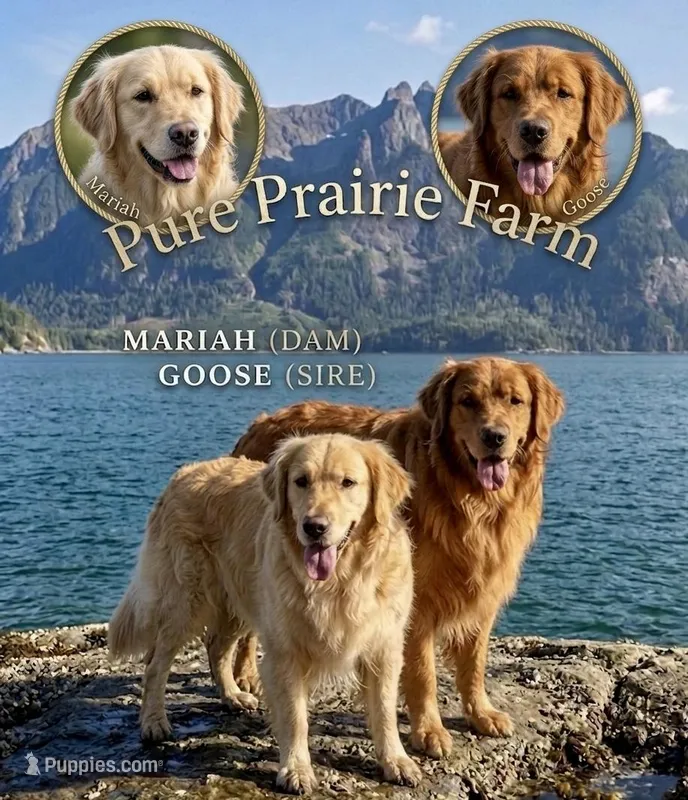 Mariah x Goose’s litter , a  Golden Retriever for sale in New Braunfels, TX – Photo 1 of 1