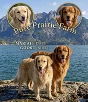 Mariah x Goose’s litter , a  Golden Retriever for sale in New Braunfels, TX – 1 of 2