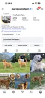 Mariah x Goose’s litter , a  Golden Retriever for sale in New Braunfels, TX – 2 of 2