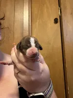 Joe, a male Miniature Dachshund for sale in Athens, TX – 1 of 3