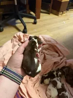 Joe, a male Miniature Dachshund for sale in Athens, TX – 2 of 3