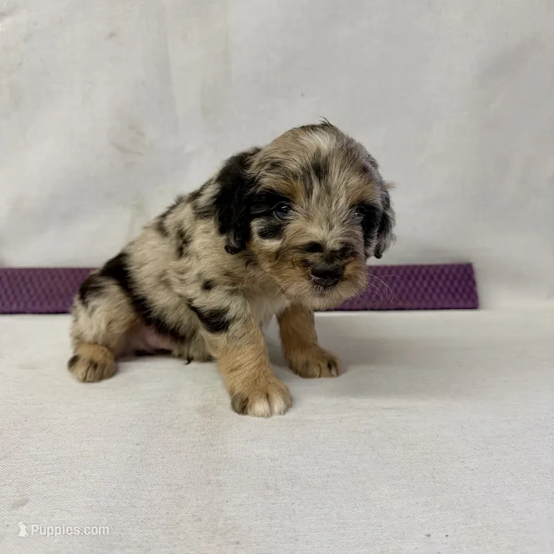 Chase – Miniature Aussiedoodle puppy for sale in Shipshewana, IN