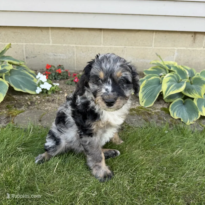 Bruno – Miniature Aussiedoodle puppy on hold in Shipshewana, IN