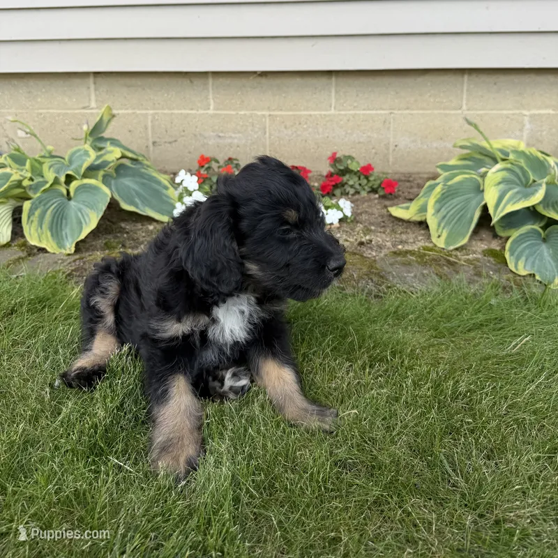 Leo – Miniature Aussiedoodle puppy for sale in Shipshewana, IN
