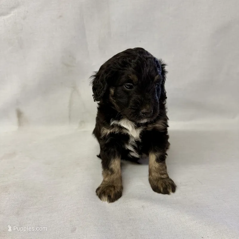 Leo – Miniature Aussiedoodle puppy for sale in Shipshewana, IN