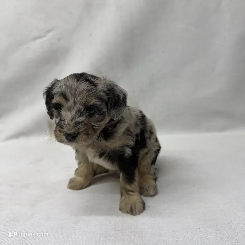 Chloe – Miniature Aussiedoodle puppy for sale in Shipshewana, IN