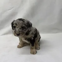 Chloe, a female Miniature Aussiedoodle for sale in Shipshewana, IN – 1 of 3