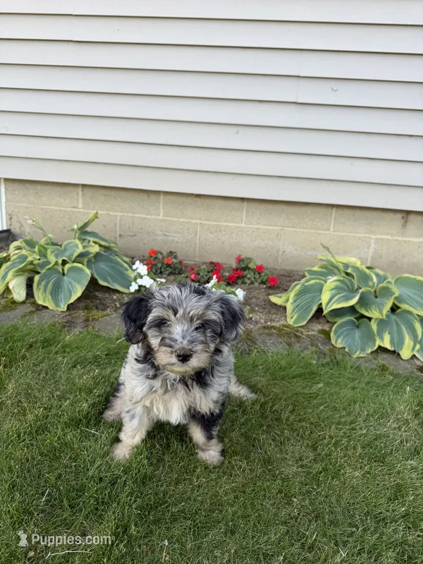 Chloe – Miniature Aussiedoodle puppy on hold in Shipshewana, IN