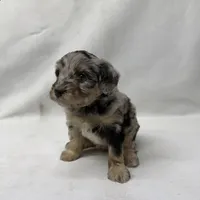 Chloe, a female Miniature Aussiedoodle for sale in Shipshewana, IN – 2 of 3