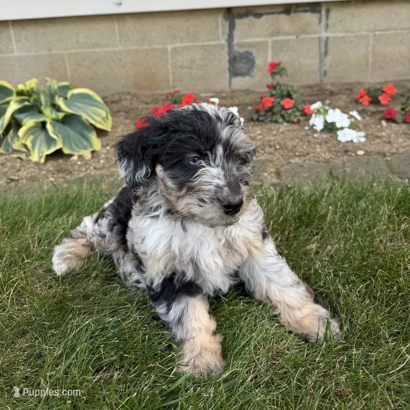 Whitney – Miniature Aussiedoodle puppy on hold in Shipshewana, IN