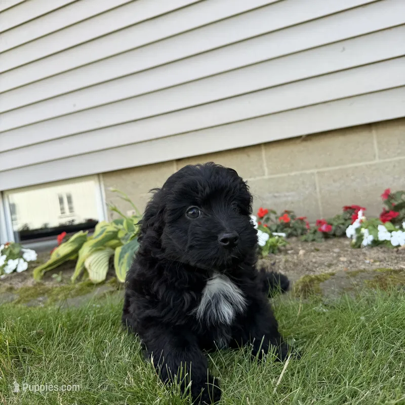 Maisy – Miniature Aussiedoodle puppy for sale in Shipshewana, IN