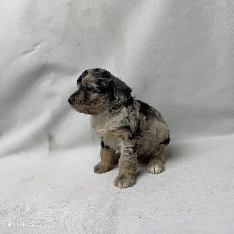 Whitney – Miniature Aussiedoodle puppy for sale in Shipshewana, IN