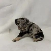 Chloe, a female Miniature Aussiedoodle for sale in Shipshewana, IN – 3 of 3