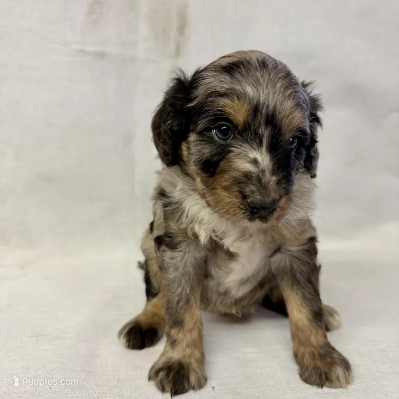 Bruno – Miniature Aussiedoodle puppy for sale in Shipshewana, IN
