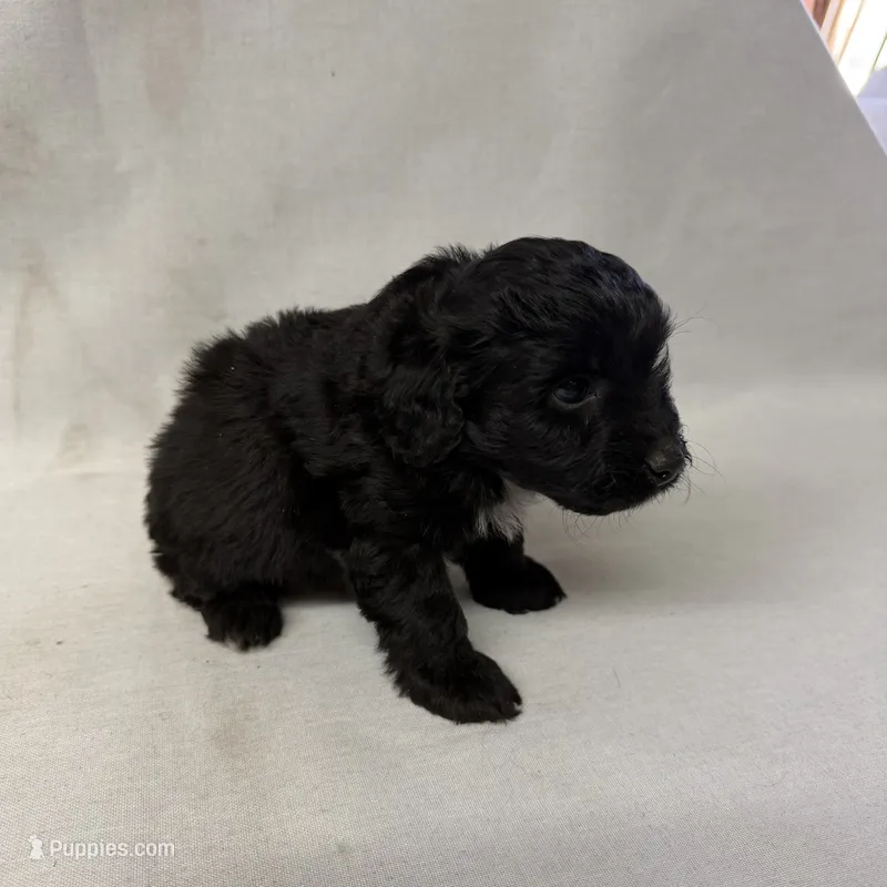 Maisy – Miniature Aussiedoodle puppy for sale in Shipshewana, IN
