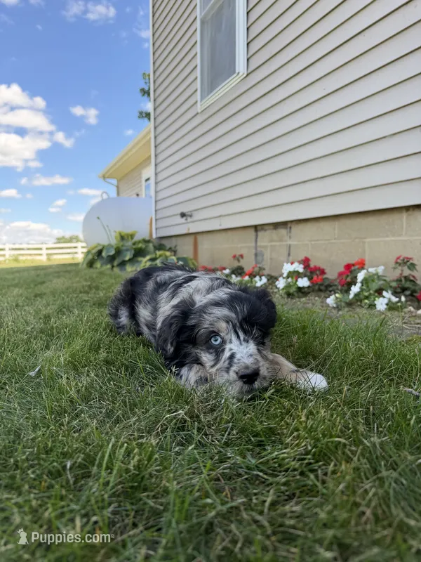 Snickers – Miniature Aussiedoodle puppy on hold in Shipshewana, IN
