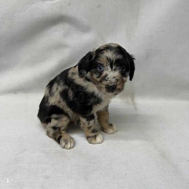 Snickers – Miniature Aussiedoodle puppy for sale in Shipshewana, IN