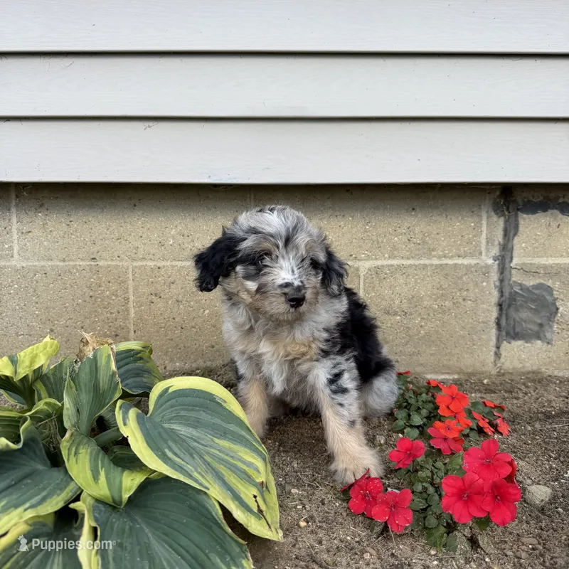 Chase – Miniature Aussiedoodle puppy on hold in Shipshewana, IN