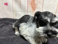 Pepper, a female Miniature Schnauzer for sale in Lakeside Village, TX – 2 of 4