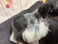 Pepper, a female Miniature Schnauzer for sale in Lakeside Village, TX – 4 of 4