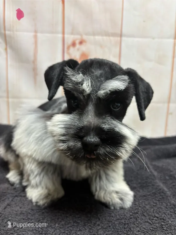 Pepper – Miniature Schnauzer puppy for sale in Lakeside Village, TX