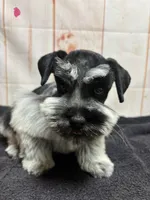 Pepper, a female Miniature Schnauzer for sale in Lakeside Village, TX – 1 of 4