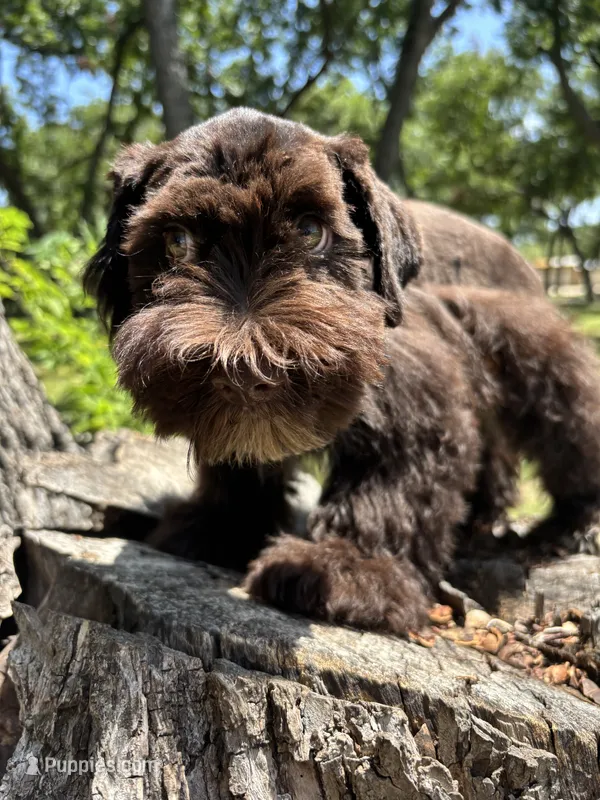 Bear – Miniature Schnauzer puppy for sale in Lakeside Village, TX