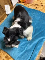 Maggie, a male Miniature Schnauzer for sale in Lakeside Village, TX – 4 of 5