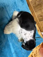Bandit, a male Miniature Schnauzer for sale in Lakeside Village, TX – 5 of 5