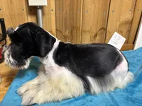 Maggie, a male Miniature Schnauzer for sale in Lakeside Village, TX – 3 of 5