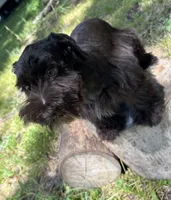 Bear, a male Miniature Schnauzer for sale in Lakeside Village, TX – 4 of 8