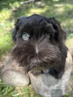 Bear, a male Miniature Schnauzer for sale in Lakeside Village, TX – 2 of 8